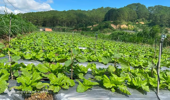 Bán đất nông nghiệp 3,1 sào tại xã Ka Đơn, huyện Đơn Dương, Lâm Đồng