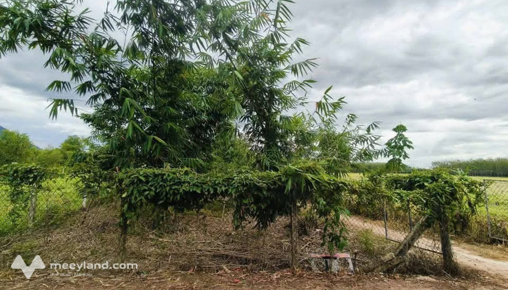 Đất tre 1,5 mẫu tại Dương Minh Châu,có thu nhập sẵn, giá cực hời