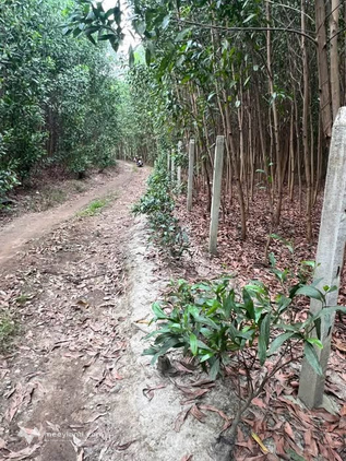 Bán lô đất vườn Diên Lâm, rộng thoáng, giá cực tốt chỉ 399 triệu