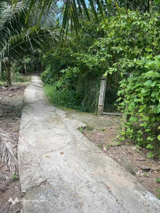 Chốt ngay lô đất Phú Túc, Châu Thành, Bến Tre giá cực hời