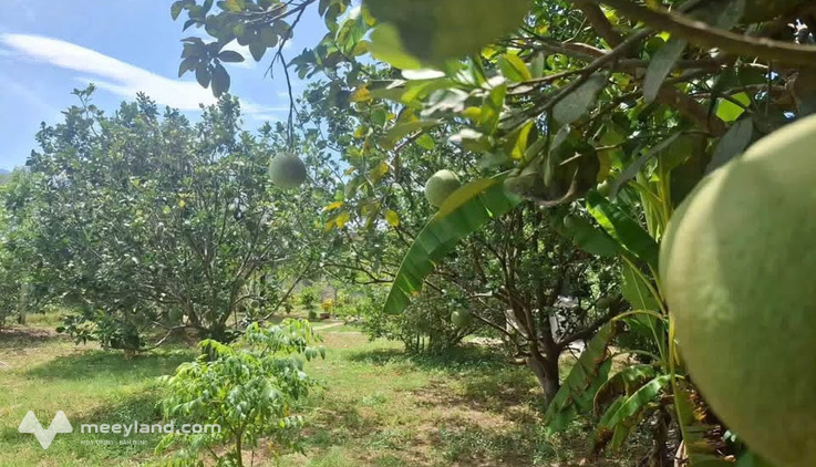 Vườn cây ăn quả 1000m2 tại Khánh Đông, Diên Khánh, giá chỉ 699 triệu