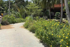 Đất vườn Nhơn Thạnh, Bến Tre, giá cực tốt 550 triệu/công