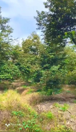 Vườn sầu riêng 1300m2 giá siêu yêu, chốt nhanh kẻo lỡ