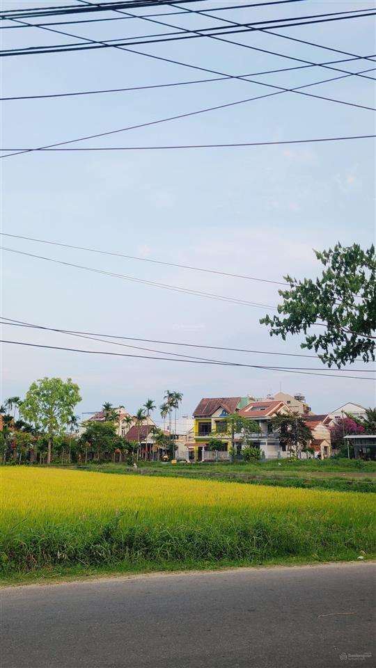 View lúa an mỹ cẩm châu hội an