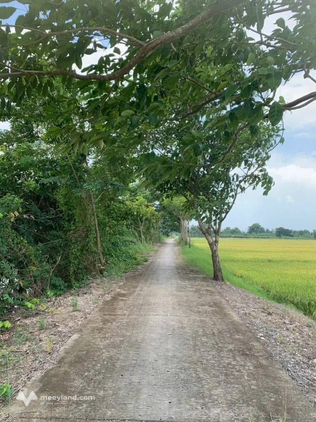 Đất vườn rộng thênh thang tại Mỹ Thới, giá cực yêu thương