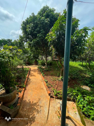 Cho thuê nhà vườn 600m2 cực chill gần siêu thị Go Buôn Ma Thuột