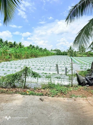 Bán nền mặt tiền Gạch Vinh, diện tích 145m2, giá 1,5 tỷ