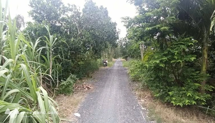 Bán vườn sầu riêng 5000m², mặt tiền 6m, nở hậu, giá nhỉnh 1,7 tỷ