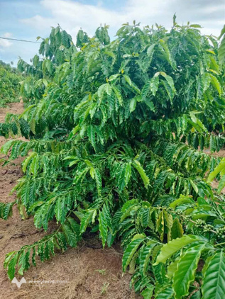 Bán rẫy 1,1 hecta đất đỏ bazan màu mỡ tại Ngã Ba Cây Phượng, Đắk Lắk