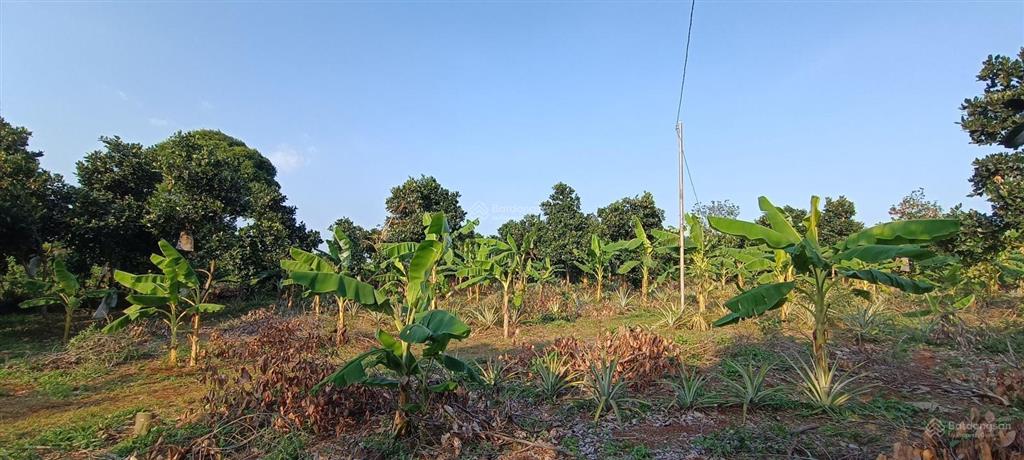 4000m2(200 tc)|giá 6,2 tỷ đất sát ql 56 & trung tâm ngãi giao và mặt tiền 50 m vuông vức siêu đẹp