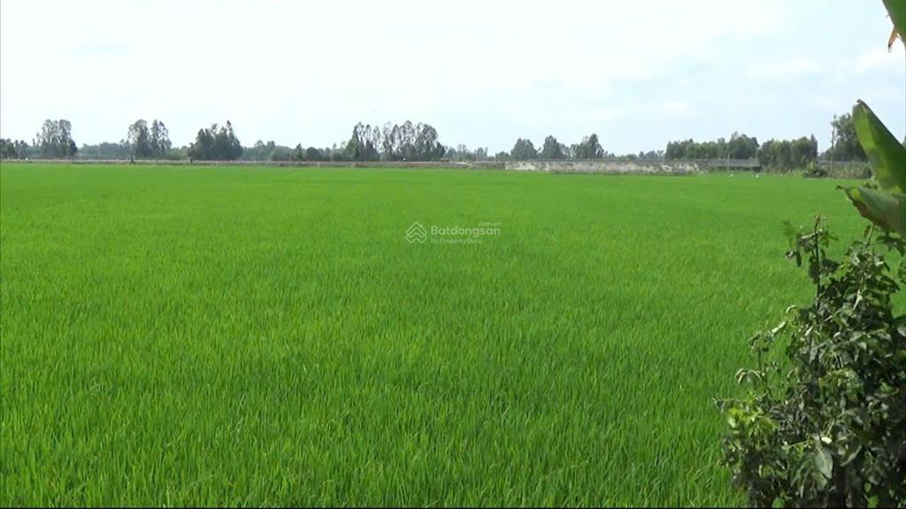 Đất đẹp giá tốt cần bán 51 công đất trồng lúa 2 vụ... tân lập tịnh biên an giang