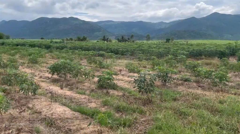 Cần bán dt 6.601 m2 tại thôn xóm mới, xã tây ninh hòa, khánh hòa