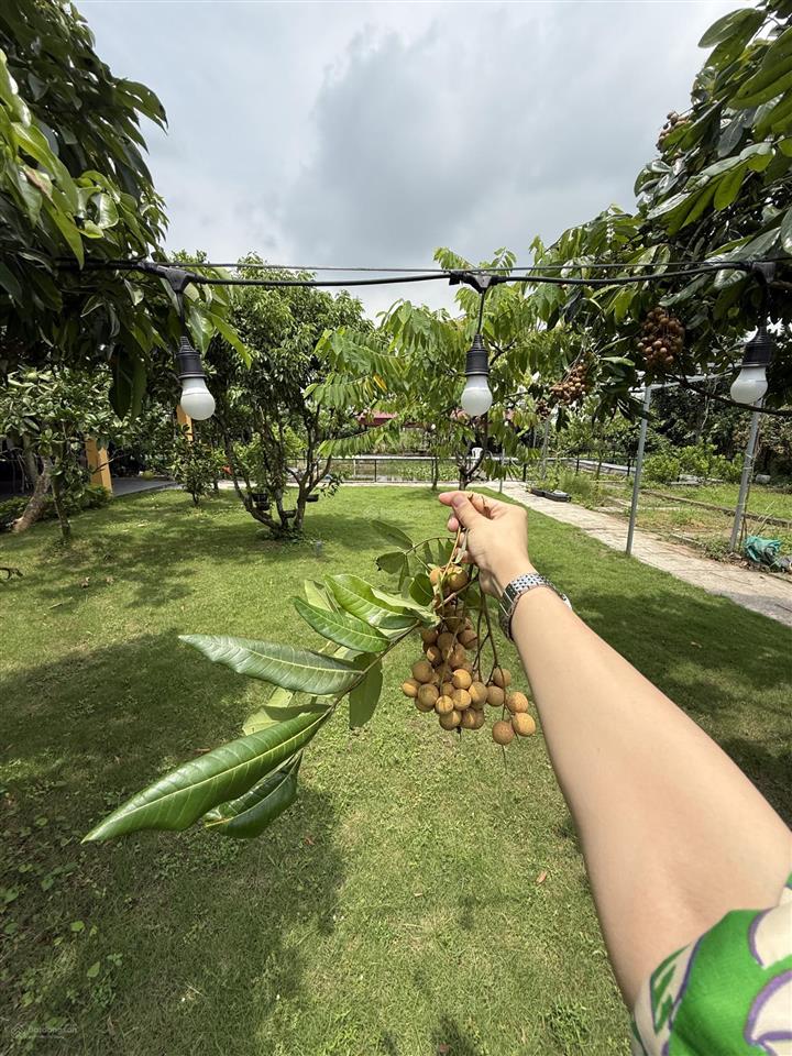 Siêu phẩm nhà vườn tại hòa nghĩa, dương kinh hải phòng giá siêu đẹp 3 tỷ xx