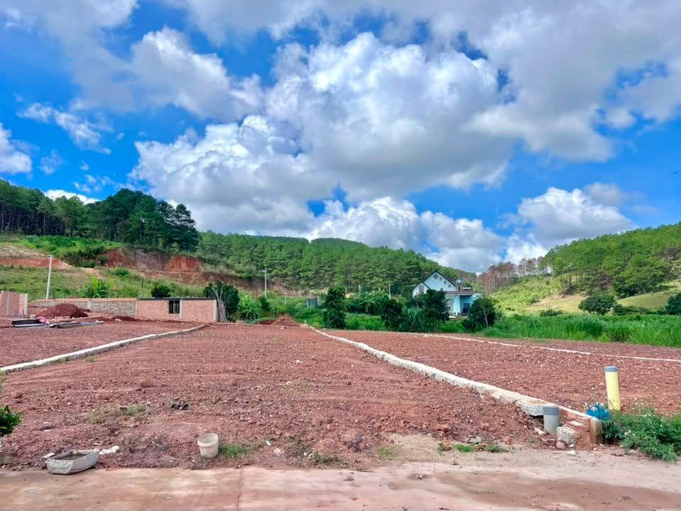 Cần Bán Đất 542m² Có 200m² Thổ Cư Giữa Đồi Thông, Lý Tưởng Xây Nhà Vườn