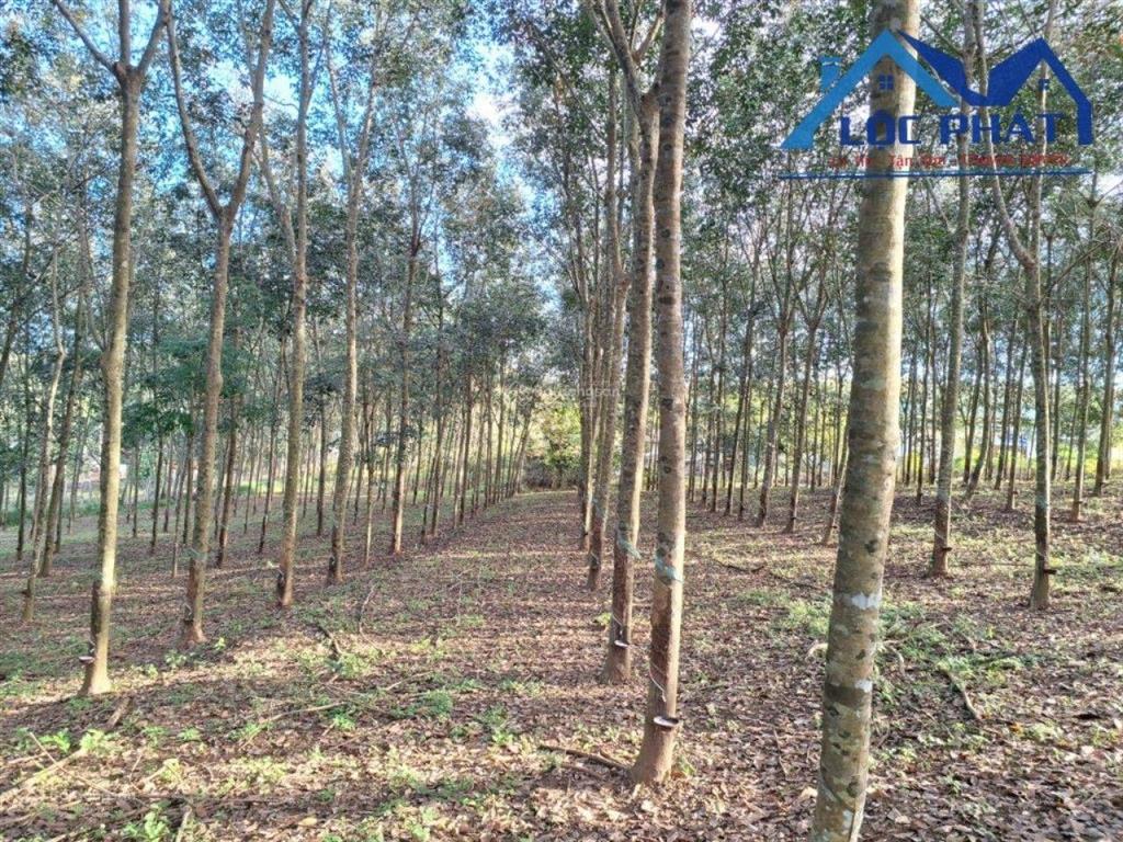 Bán đất mặt tiền đường ql56 xã xuân mỹ, huyện cẩm mỹ, đồng nai 13500m2, giá 45 tỷ