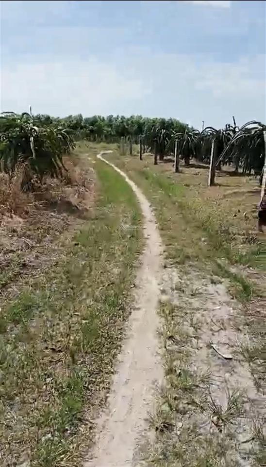 Chính chủ bán mặt tiền nguyễn minh châu, tân hải, la gi, dt hơn 1 héc ta, giá 4 tỷ