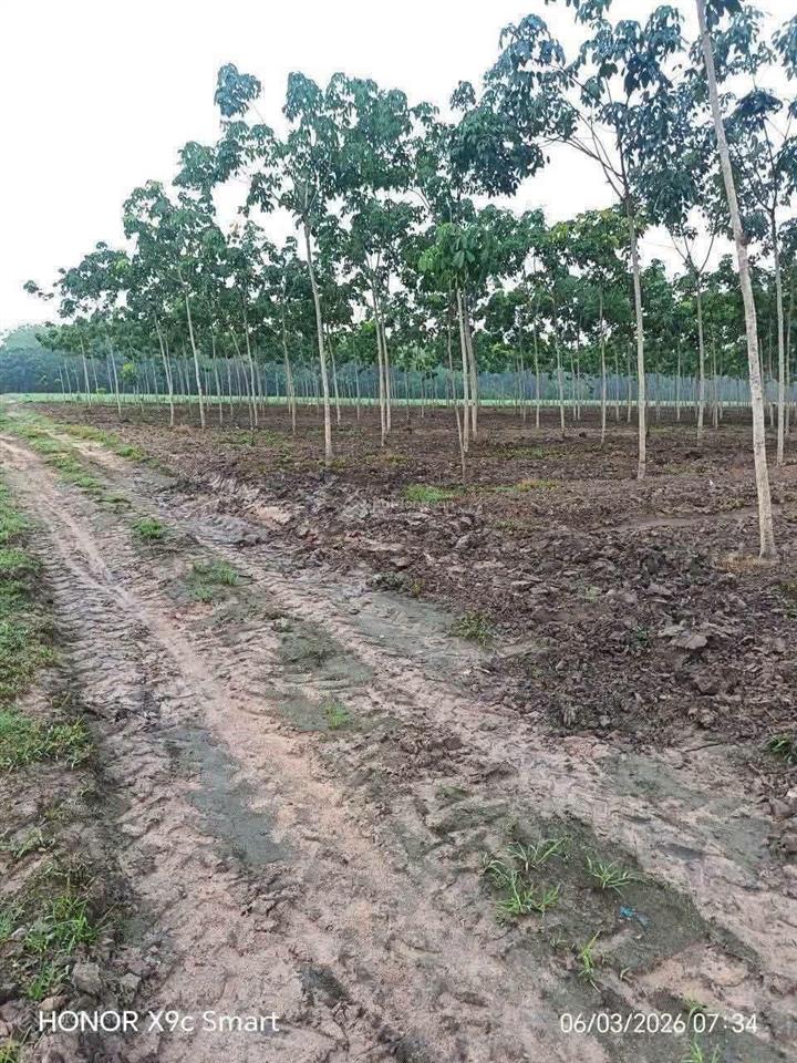 Chính chủ cần bán 32 mẫu đất cây lâu năm đang trồng cao su năm 3. giá 39,9 tỷ tl