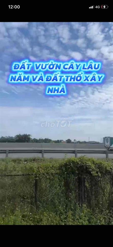 BÁN ĐẤT VƯỜN TẠI TÂN TÚC