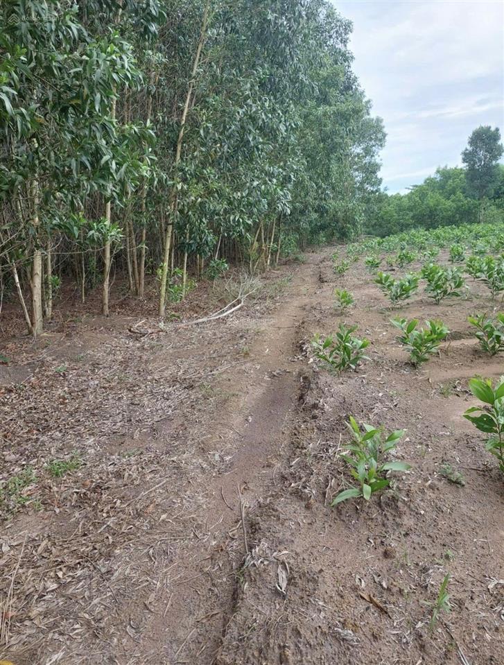 ĐẦU TƯ SINH LỜI - Chính Chủ Bán Lô Đất Mặt Tiền xã Hoà Hiệp, huyện Xuyên Mộc, BRVT