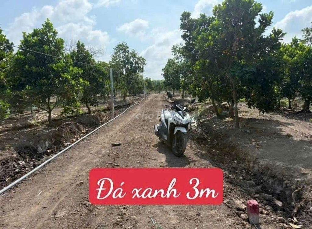 Đất 500 m có khoảng 40 gốc mít ruột đỏ