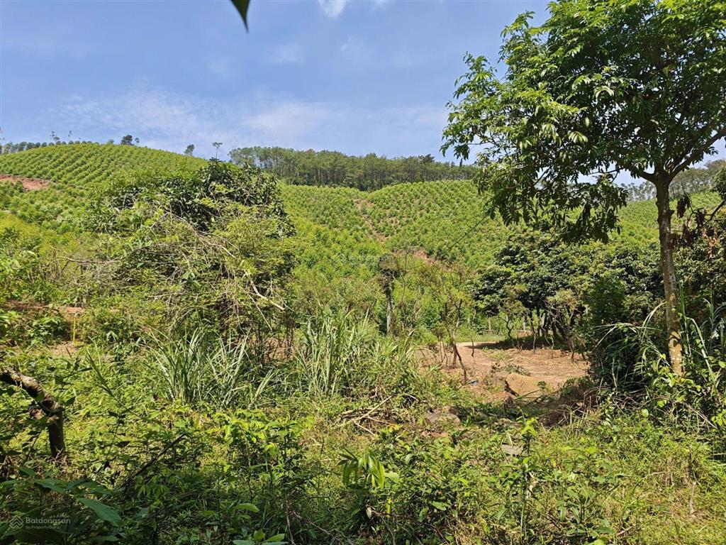 Bán quỹ đất đồi vườn 2,67ha view hồ trại lốc, đối diện lăng vua trần anh tông quảng ninh