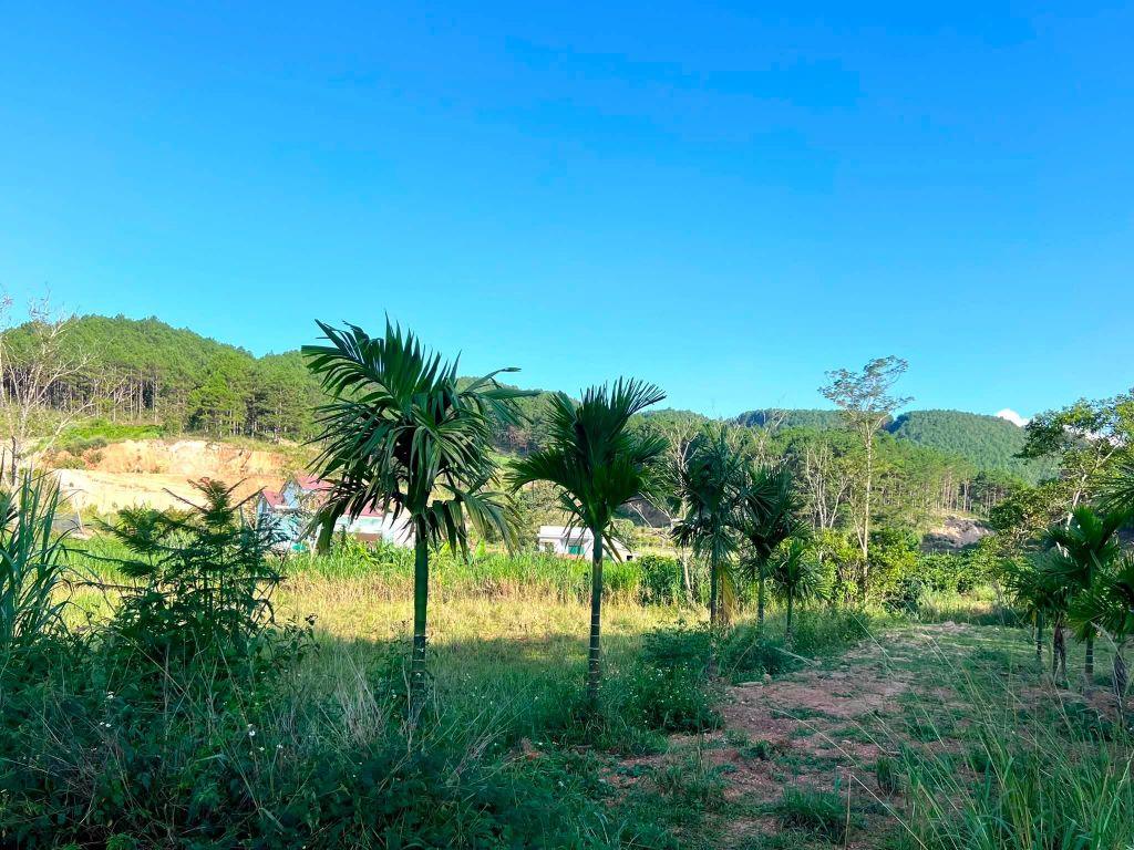 Cần Bán Đất 309m² Có 209m² Thổ Cư, 2 Mặt Tiền Giữa Thung Lũng Thông Xanh