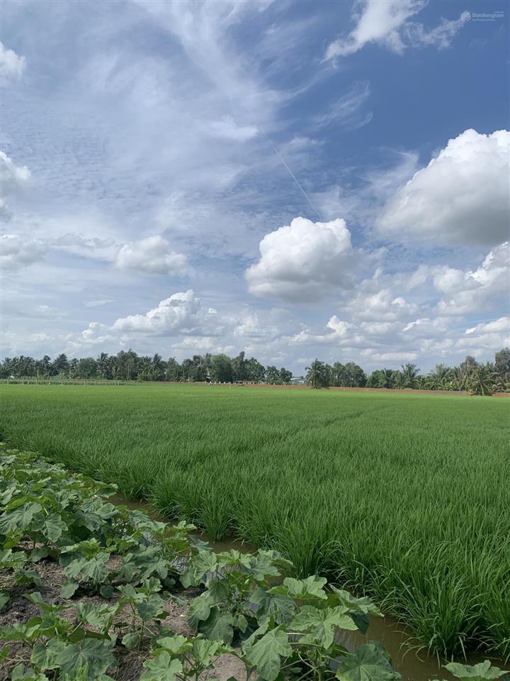 Bán đất lúa giá siêu rẻ 1.527m2 giá 1 tỷ 2