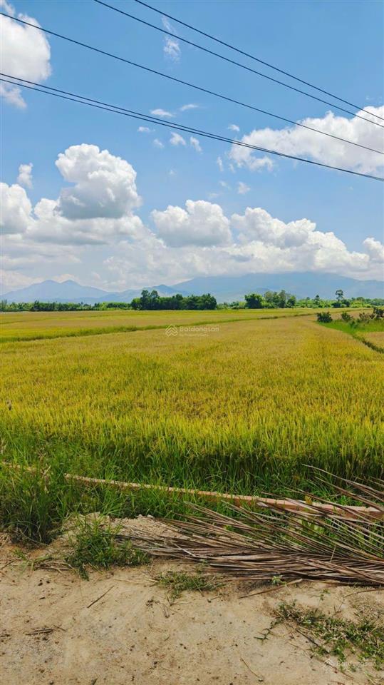 Cần bán hơn 2 sào lúa đường bờ chỉ 210 triệu, tại suối hiệp, diên khánh. 0333 039 *** (chính chủ)