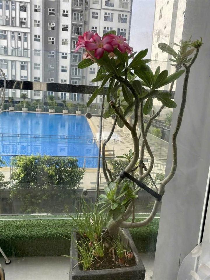 Xi Grand Court, Quận 10, 72m2, 2PN, 2WC có sổ hồng.