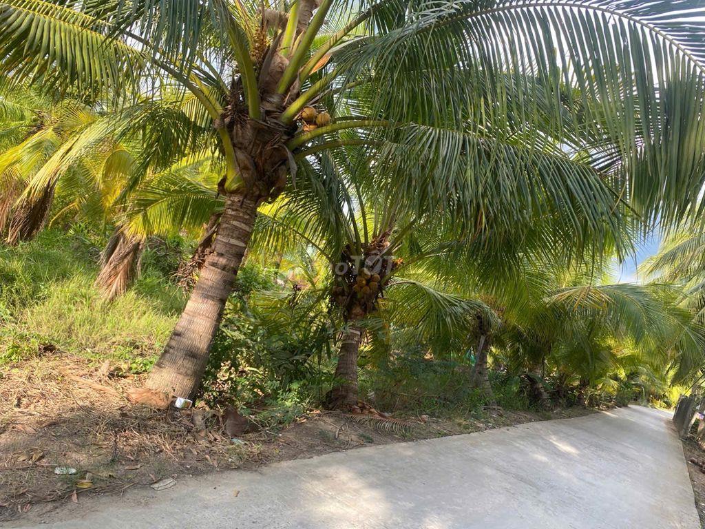 🌴 ĐẤT VƯỜN PHÚ HƯNG – 930M², CÓ 300M² THỔ CƯ 🌴