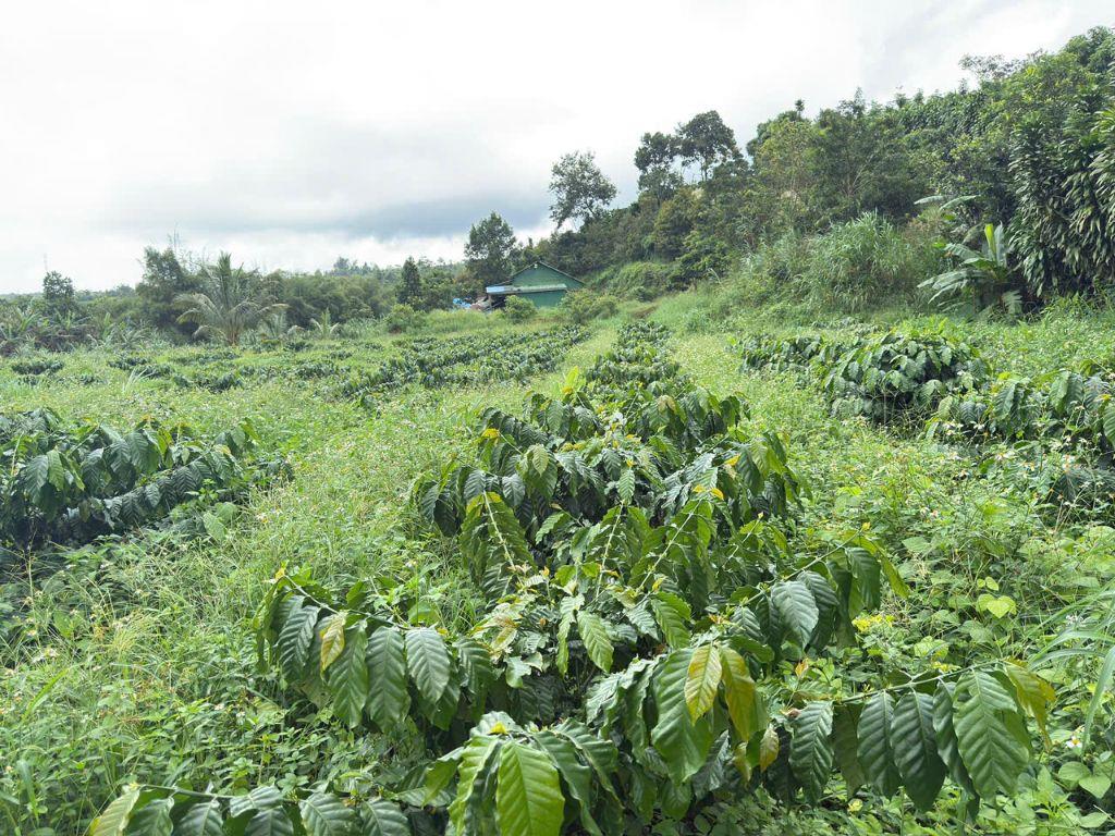 1,2ha view suối lớn, đất bằng, 90% bds là suối, có sẵn nhà, oto gầm thấp vào tận nơi