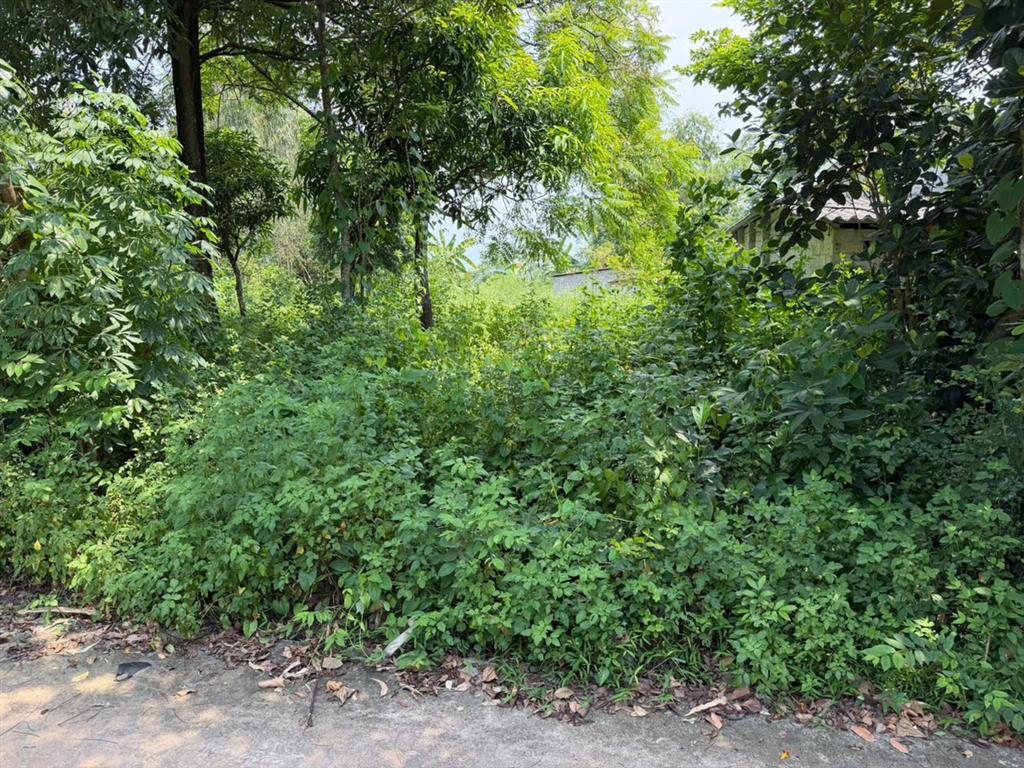 Bán lô đất có diện tích 100m2 ( thổ cư 50m) Tại Thôn Láng – Kim Long - Tam Dương – Vĩnh