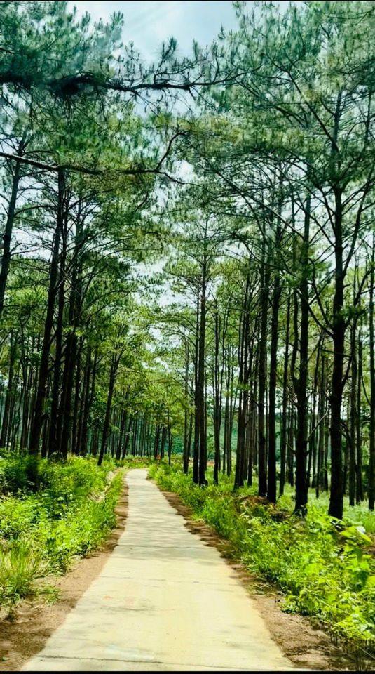 đất nghỉ dưỡng view đồi thông sổ sẵn gần khu du lịch