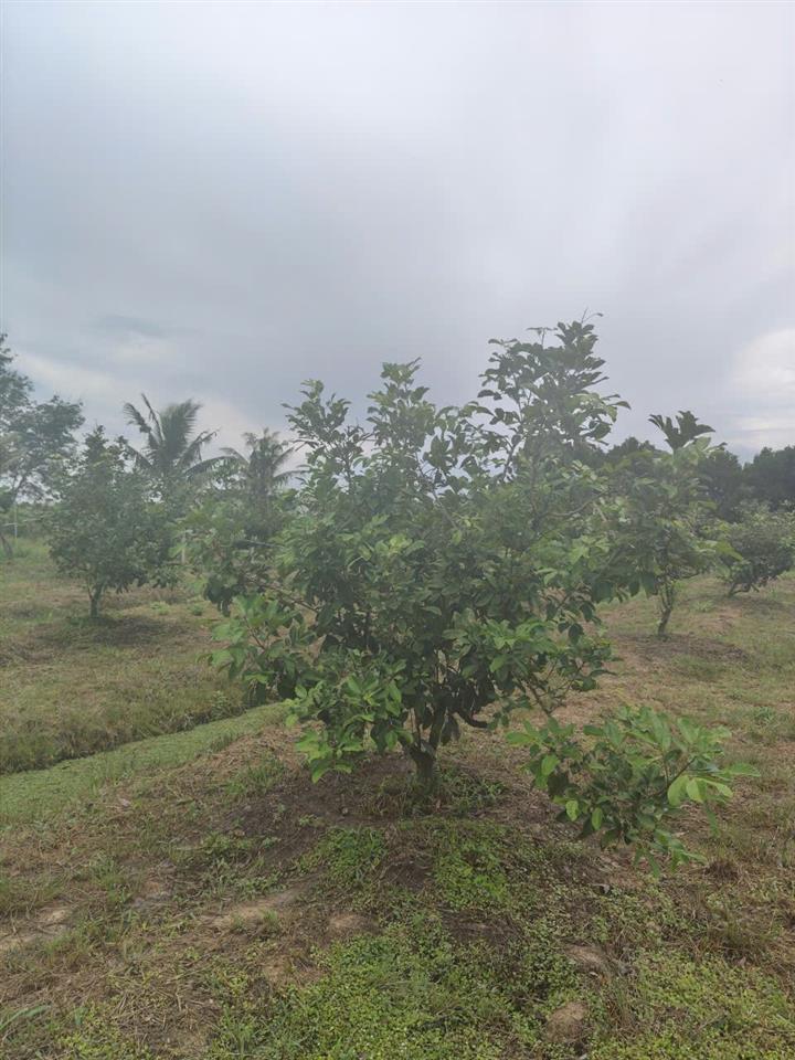 Cần Bán 7 sào nhà + đất, hẻm 4.5m thông, Đường Thiên Thọ, kp Năm Trại, phường Long Hoa,