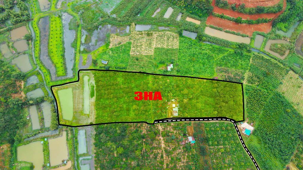 Rẫy 3ha cà phê bằng như sân bóng tại trung tâm Gia Nghĩa