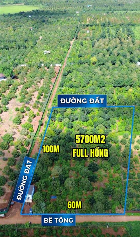 Chính chủ bán 5,7 sào rẩy sầu riêng full hồng, 3 mặt tiền Phước An