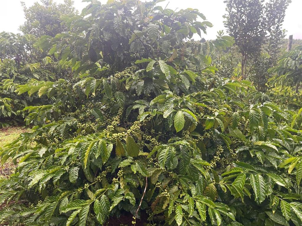 Cần bán gấp 1ha đất rẫy cà phê nguồn thu mạnh mặt tiền đường nhựa tại tuy đức, lâm đồng