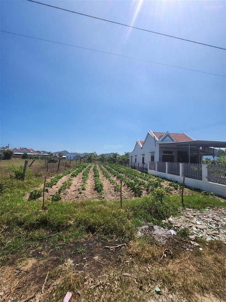 Bán đất nở hậu ninh xuân, ninh hòa