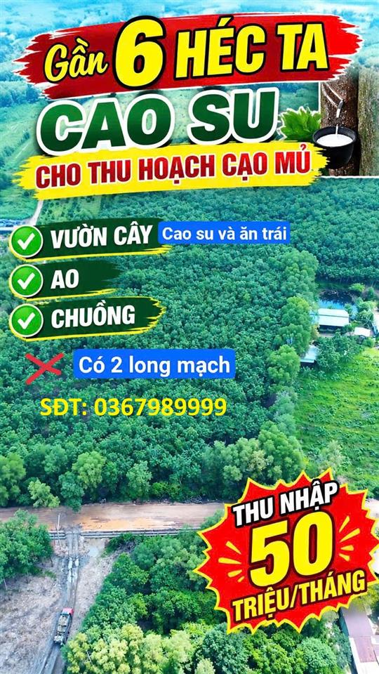 ĐẤT ĐẸP – GIÁ TỐT – CẦN BÁN 52.918 M² Mẫu Long Nguyên, Xã Long Nguyên, Huyện Bàu Bàng,