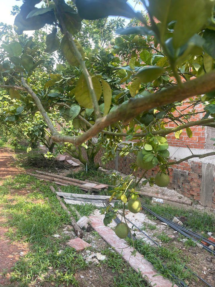 Bán đất tại Trừ Văn Thố, 1,95 tỷ, 2143 m2, giá siêu hời, đẹp, nhiều tiện ích