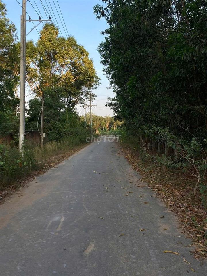 NGỢP NGÂN HÀNG, BÁN ĐẤT CÂY LÂU NĂM