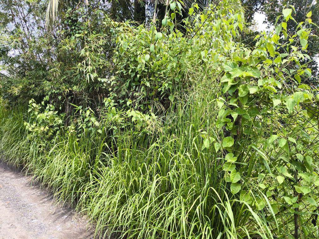 Mặt tiền Trịnh Phong Đáng nối dài