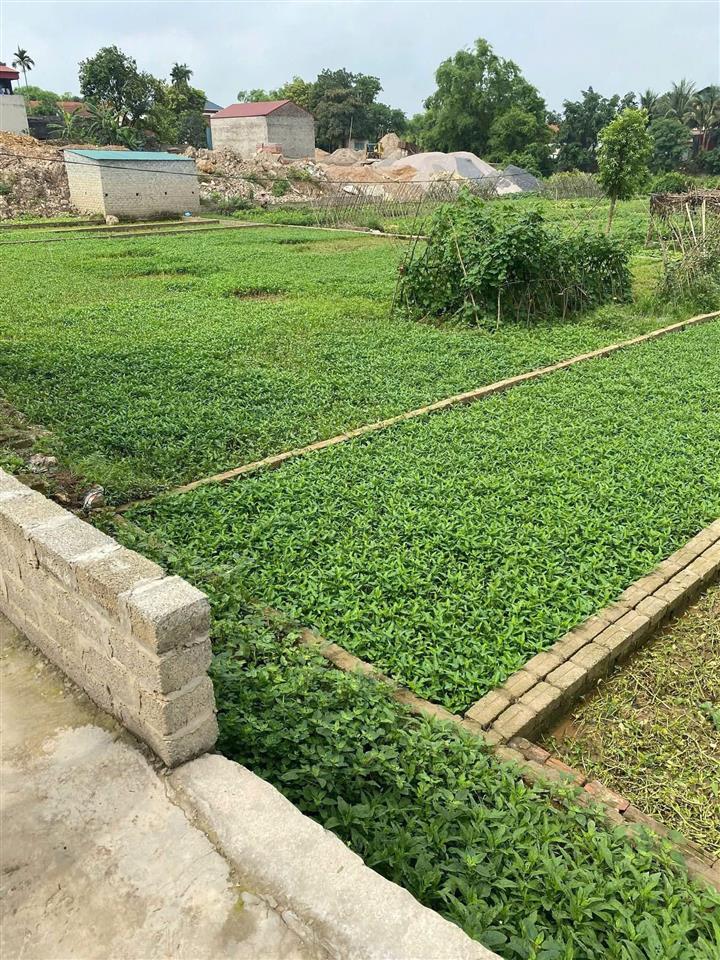 BÁN ĐẤT HỢP TIẾN – MỸ ĐỨC, HÀ NỘI GIÁ CHỈ 12 TRIỆU/M²