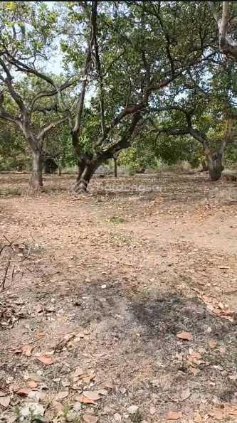 Chính chủ cần bán rẫy vườn điều view suối ở long hà, phú riềng, bình phước thu nhập 120 triệu/năm