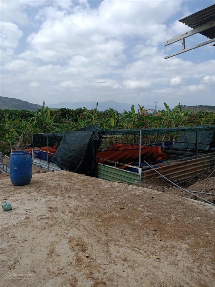 Bán vườn trái cây gần biển nha trang, rộng 26.000m2 đường betong giá chỉ 134k/m2 0788 558 ***