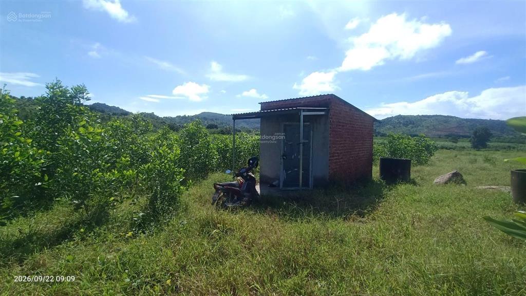 Bán 1ha đất cây hàng năm tại thôn 3 tân phúc (cũ)