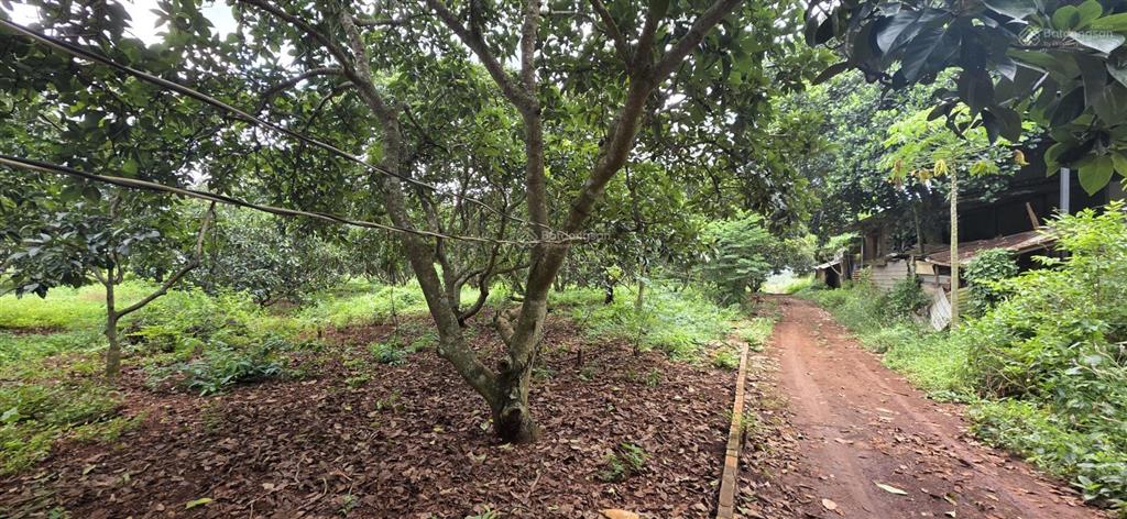 Bán lô đất mẫu sông xoài, 2 mặt đường nhựa