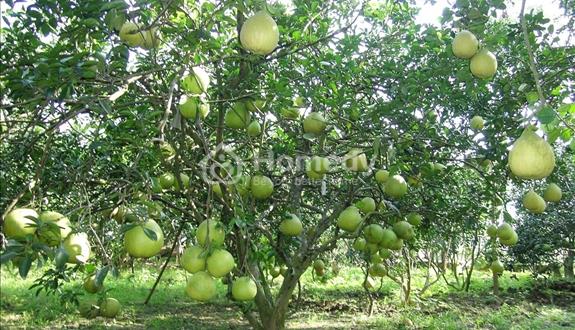 Bán gấp mảnh vườn có sẵn nhà cấp 4 , Phú Giáo, Bình Dương 2541m² (có thổ cư) giá chỉ 700 triệu.