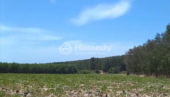 113.000m2 đất bằng View Suối ,đường ô tô, cách biển Lagi 12 km