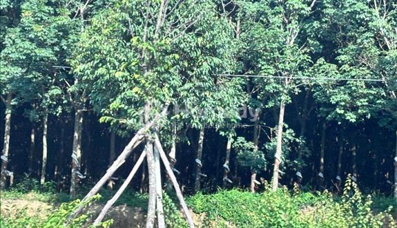 Bán Đất 331.2m2 có sẵn 200m2 thổ cư giá 1,6 tỷ tại Phường Hòa Lợi Thị xã Bến Cát Bình Dương